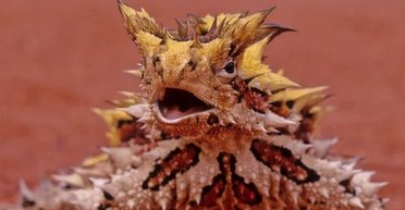 Страшний Молох: вкрита шипами істота має хибну голову і п'є воду з піску шкірою (фото)