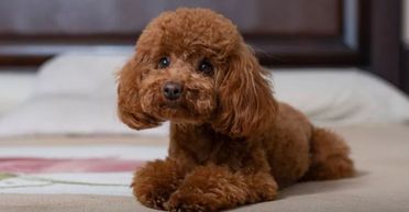 Власник хвилювався, що залишив собаку самого вдома, а потім перевірив камери (фото)