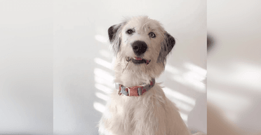 Женщина не могла разгадать породу своей собаки, а потом сделала ДНК-тест (фото)