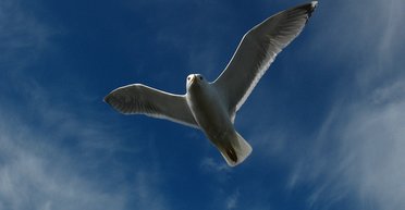 Крылатые рекорды. 7 примечательных птиц, живущих на реках Украины