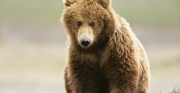 Обнаружено много сходства в поведении животных и людей, живущих бок о бок, – ученые