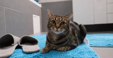 Большие причуды. Ученые рассказали, почему кошки идут за хозяином в ванную