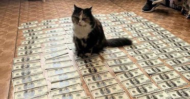 "Не забирайте последнее у животного": фото кошки на долларах, изъятых у хозяйки, рассмешило сеть