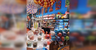 Не боялся и делал, что хотел: медведь пробрался в кондитерскую, чтобы наесться конфет (видео)