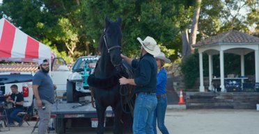 Разрушители мифов: эксперты определили количество лошадиных сил у коня (видео)