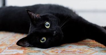 Неожиданный поступок кошки растрогал владелицу при переезде на новое жилье (видео)