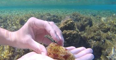 Чоловік знайшов гарний "сувенір": насправді це одна з найотрутніших істот на планеті (фото)