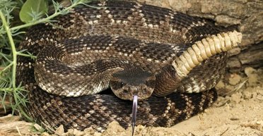 Плавают, ходят и даже летают: змеи на самом деле умеют не только ползать