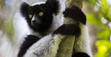 Исследователи выяснили, что у поющих лемуров есть чувство ритма, как у людей