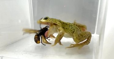 Названо дещо, здатне проковтувати шершнів-убивць прямо зі жалом: отрута не має значення