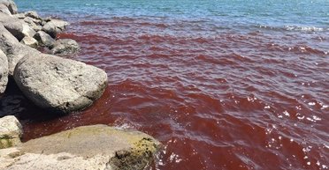 Стало кроваво-красным: Галилейское море, которое упоминается в Библии, напугало туристов (видео)