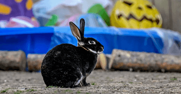 Захопили вулиці: викинуті кролики розплодилися і стали "мстити" людям (фото)