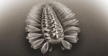 Ученые нашли червя, который является предком нескольких современных животных (фото)