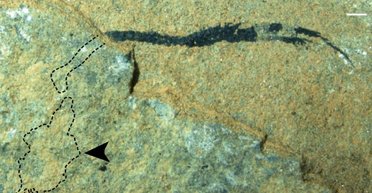 Доисторический "угорь" может оказаться одним из предков человека, – ученые