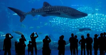 Верните деньги: посетители океанариума недовольны демонстрацией робота вместо настоящей акулы