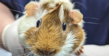 Невозможно выдержать: на станции метро нашли морскую свинку с запиской (фото)