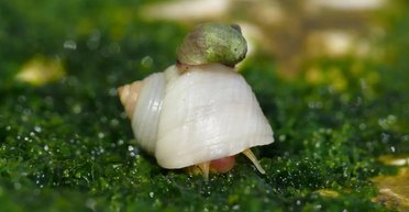 Одна из европейских стран окажется в центре слизневого апокалипсиса: кому готовиться