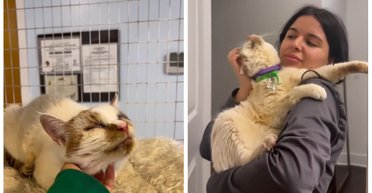 Котика игнорировали и отказывались забирать из приюта: одна женщина решила рискнуть (видео)