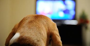 Хазяйка не була готова побачити, що дивиться по телевізору собака, коли її немає вдома