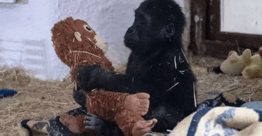 Детеныша вымирающего вида гориллы нашли в багажном отсеке самолета: что с ним сейчас (фото)
