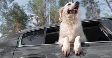 Як очистити салон автомобіля від собачої шерсті: 5 перевірених способів