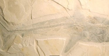 Виявлено скам'янілості величезного предка білої акули: з'ясувалося, чому він зник (фото)