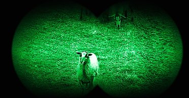 В Украине и трава вкуснее: польские овцы-диверсантки пробрались через государственную границу (видео)