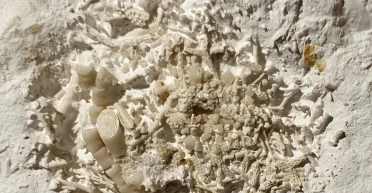 В Дании нашли необычную окаменелость: почему рвотная масса рыбы удивила ученых