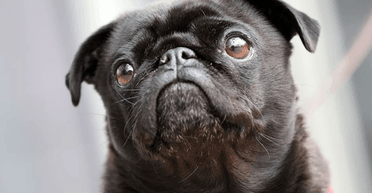 В Германии женщина 5 лет судилась за мопса, которого ей продал госслужащий: детали дела