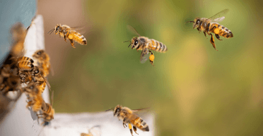 Дві кмітливі бджоли самостійно відкрили пляшку з газованою водою (відео)