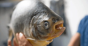 Популярний курорт закрився через риб із людськими зубами: що вони зробили (фото)