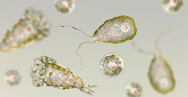 У ребенка из Калифорнии обнаружили амебу, поедающую мозг