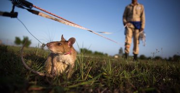 Краще за металошукачі: як гігантські щури допомагають очищати Камбоджу від мін (фото, відео)