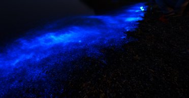 Океан на узбережжі сяє неоновим світлом: що це за явище (відео)