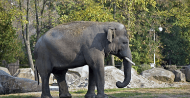 Стали в кільце: тварини у зоопарку здивували поведінкою перед сильним землетрусом