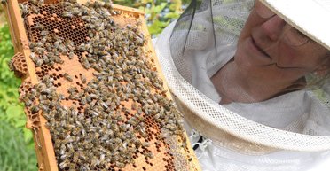 Будет несладко: почему потребителей удивляют цены на мед, а пасечники говорят о катастрофе