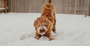 Вы даже не догадывались: эксперты рассказали, при какой температуре нельзя выгуливать собаку