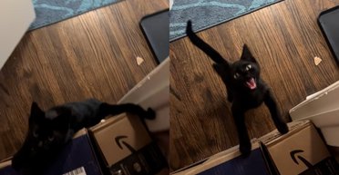 Женщина не успела вовремя покормить котенка: его реакция стала вирусной (видео)