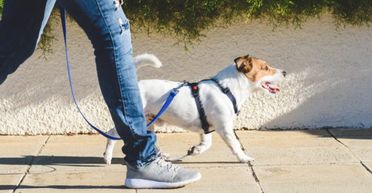 Чоловік попросив брата вигулювати собаку: що він потім побачив на прихованій камері (відео)