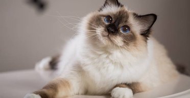 Немов одержимі: чому кішки та собаки трясуть головою з неймовірною швидкістю