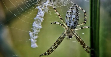 Разгадана тайна странных зигзагов в паучьих сетях: какую важную функцию они выполняют
