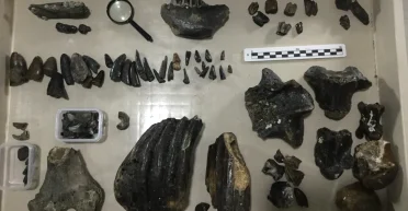 В Индонезии нашли 140000-летние кости Homo erectus: что узнали ученые (фото)