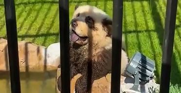 "Почали гавкати на людей": зоопарк потрапив у скандал, пофарбувавши собак у панд (фото, відео)
