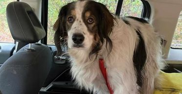 Врятував життя: собака привів людей до свого хазяїна, який помирав біля будинку (фото)