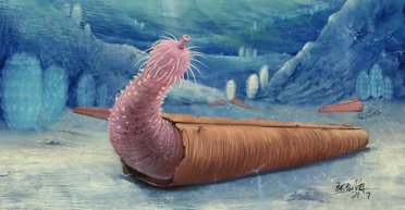 Первые отшельники на Земле. Ученые описали фаллосообразных червей из кембрийского периода