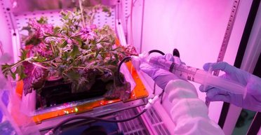 Небезпечна космічна їжа: виявлено, що популярний овоч шкідливий для здоров'я астронавтів