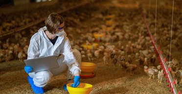 Отмена "торгового безвиза" с ЕС: эксперты предупредили о проблемах в птицеводстве