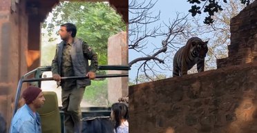 Тигр перепугал туристов своим появлением, однако дальше произошло неожиданное (видео)