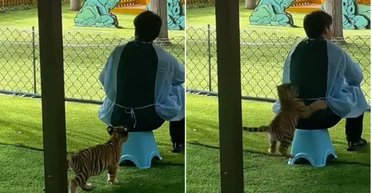Смотритель в зоопарке стал "целью" тигренка: его атака рассмешила сеть (видео)