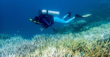 Половина всех коралловых рифов в мире опустошена: нечто уничтожает их последние три года (фото)